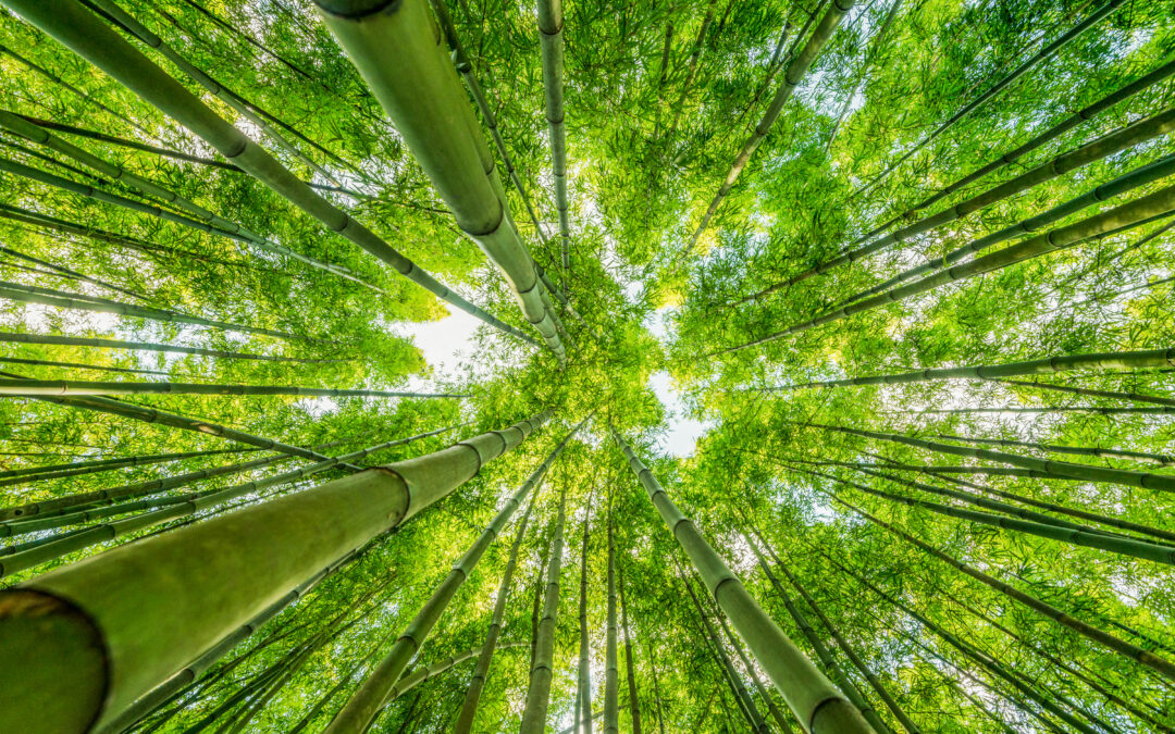 El bambú como técnica de ingeniería estructural
